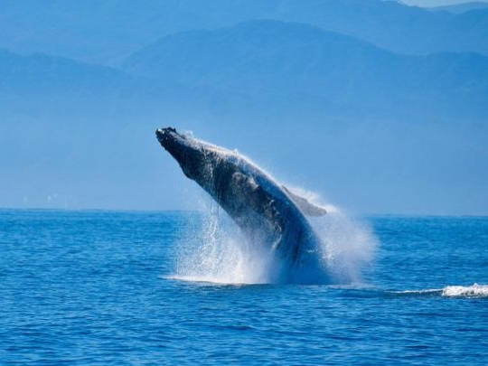 Puerto Vallarta Whale Watching